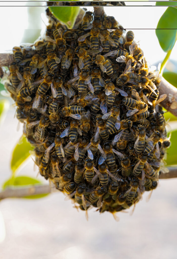 Piña de abejas