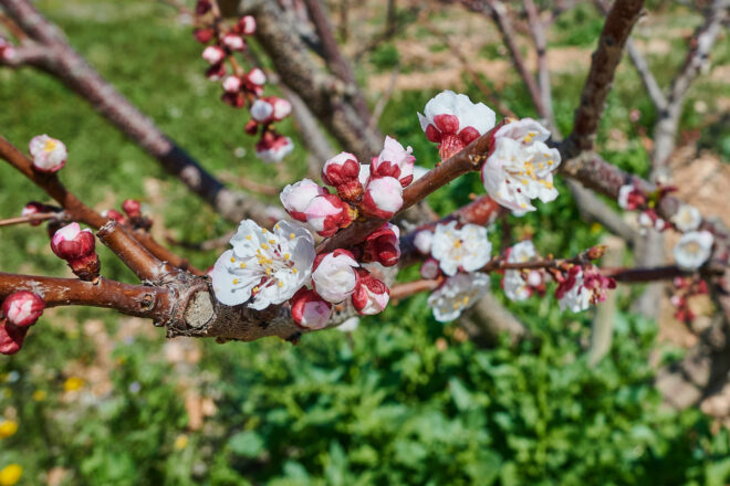 LAFN_2025_1_albaricoques_en_primavera.JPG