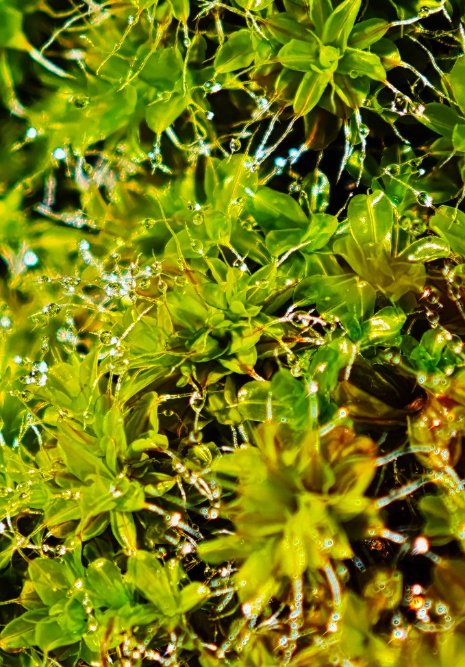 Micromundos 2 - Perfecto Martínez