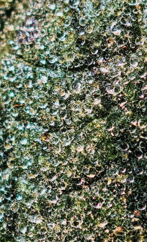 Micromundos 3 - Perfecto Martínez