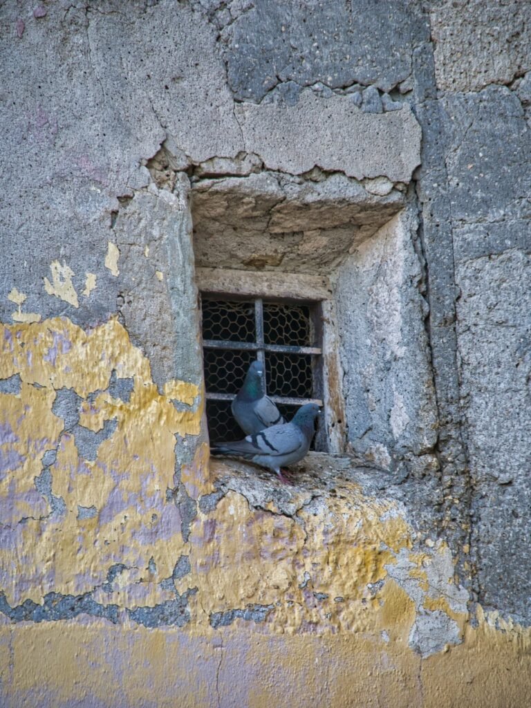 Ventana con Palomas 2 - Perfecto Martínez