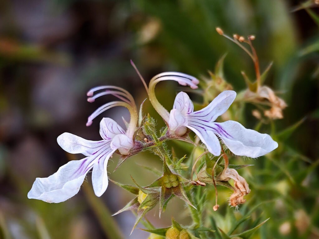 Teucrium Pseudochamepitys - Hierba de la cruz